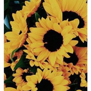 Meet your Posher, Nohemi